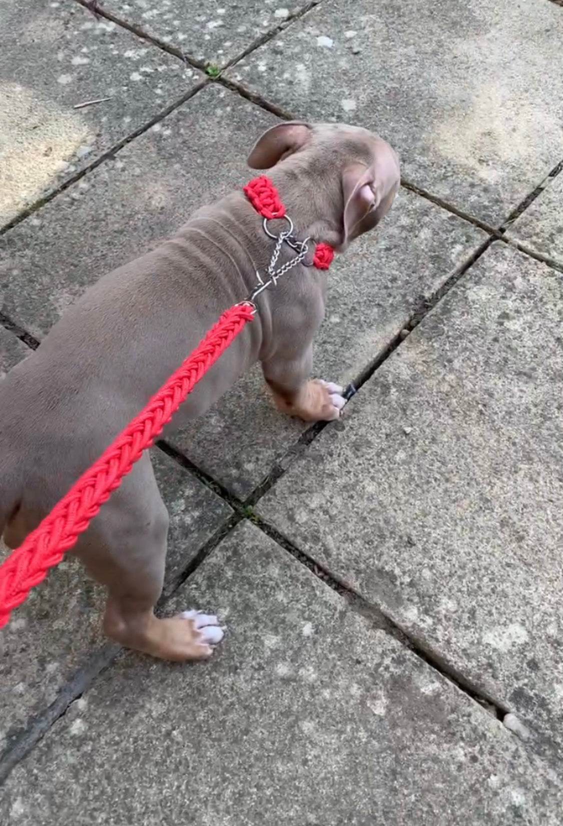 Woven Lead & Collar Red